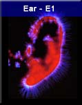 Ear - E1